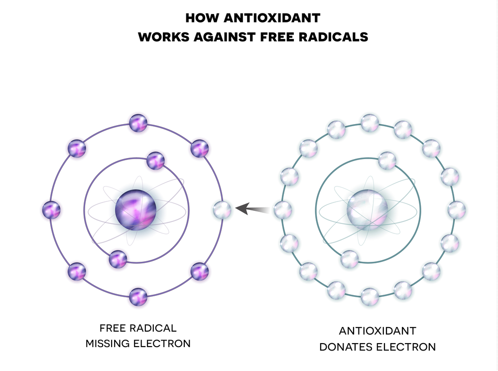 How antioxidant works against free radicals. Antioxidant donates missing electron to Free radical, now all electrons are paired.
